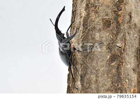 マンディブラリスフタマタクワガタ 79635154