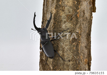 マンディブラリスフタマタクワガタ 79635155