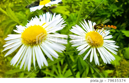 小さな花と小さな虫 小さな花と小さな虫 79635374