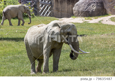 Portrait of an old Elephant in a German Zoo Portrait of an old Elephant in a German Zoo 79635487