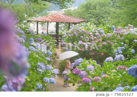 下田あじさい公園 79635527