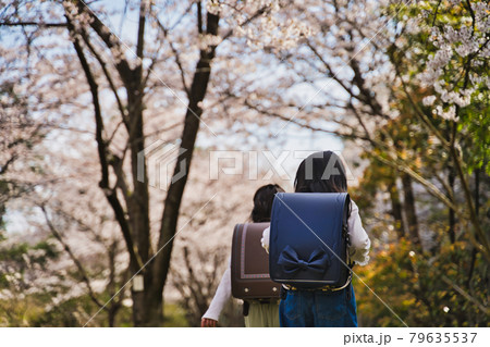 新一年生、桜の下で登下校 79635537