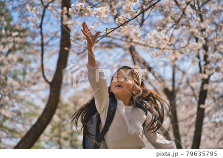新一年生、桜の木の下で登下校 79635795