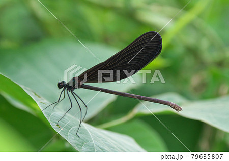 ハグロトンボ 79635807