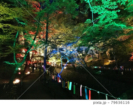 京の七夕　北野天満宮　七夕笹飾り 79636116