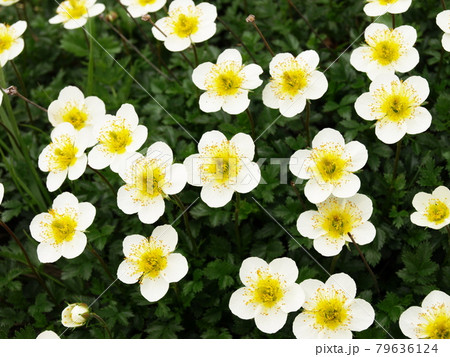 チングルマの花 79636124