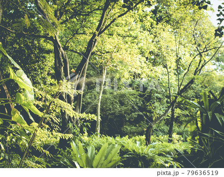 Tropical forest green perfect nature area have many floral plant big tree in Thailand South East Asia. Tropical forest green perfect nature area have many floral plant big tree in Thailand South East Asia. 79636519