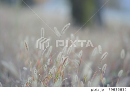 道端で見た雑草 79636652