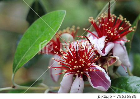 フェイジョア(フィジョア)の花 フェイジョア(フィジョア)の花 79636839