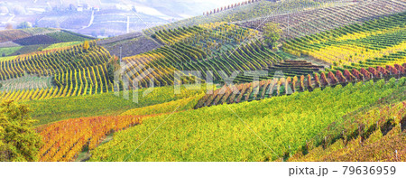 Picturesque countryside of Piedmont with vineyards in autumn colors. Wine region of Italy Picturesque countryside of Piedmont with vineyards in autumn colors. Wine region of Italy 79636959