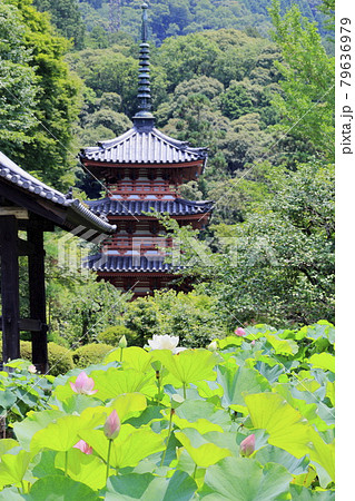 三室戸寺　境内に咲く蓮花 79636979