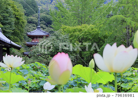 三室戸寺　境内に咲く蓮花 79636981