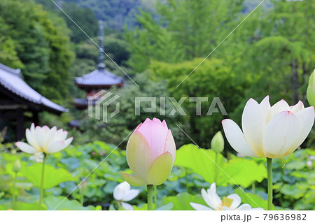 三室戸寺　境内に咲く蓮花 79636982