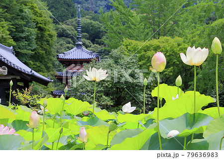 三室戸寺　境内に咲く蓮花 79636983