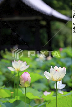 三室戸寺 境内に咲く蓮花 三室戸寺 境内に咲く蓮花 79636987