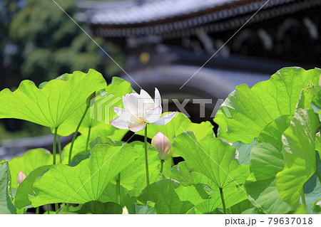 三室戸寺　境内に咲く蓮花 79637018