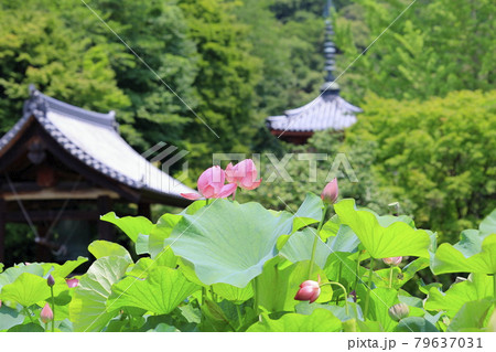 三室戸寺　境内に咲く蓮花 79637031
