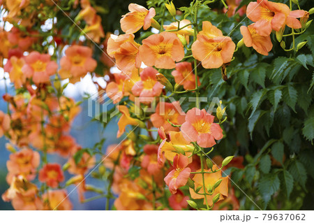 ノウゼンカズラの花 ノウゼンカズラの花 79637062