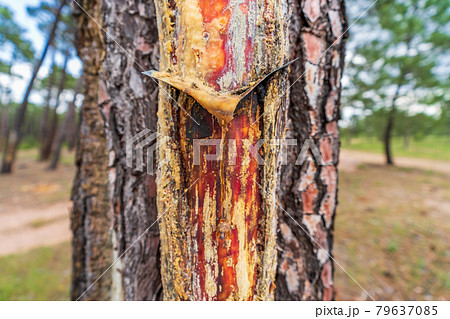 Getting resin out of the pine tree 79637085
