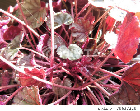 ヒューケレラ 79637229