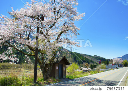 【山梨県道志村】道志みちの桜 79637355