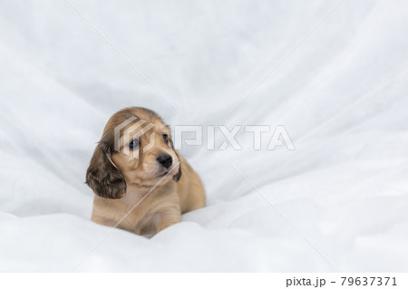 仔犬 カニンヘンダックスフンド 仔犬 カニンヘンダックスフンド 79637371