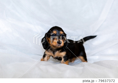 仔犬　カニンヘンダックスフンド 79637372