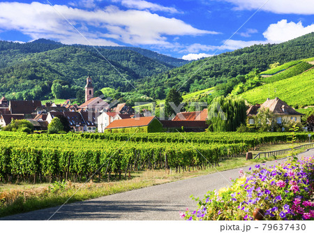 Picturesque countryside of Alsace - wine region of France 79637430