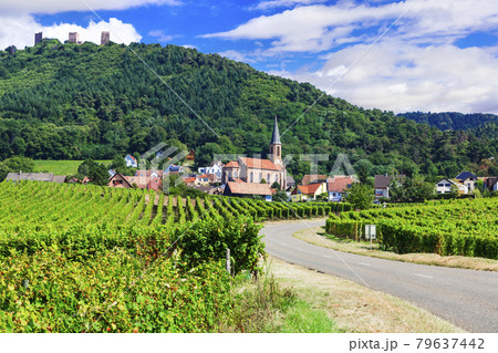 Picturesque countryside of Alsace wine region of France 79637442