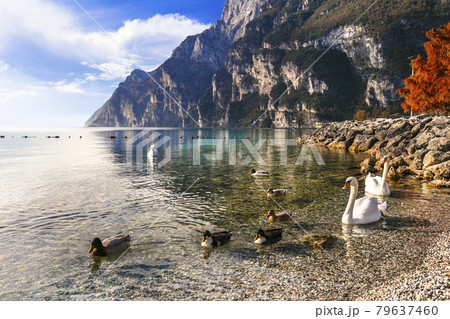 wonderful Lake Garda in autumn colors. Italy, Trentino 79637460