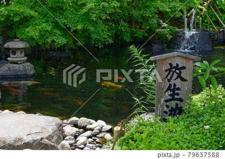 鎌倉 長谷寺の放生池 鎌倉 長谷寺の放生池 79637588