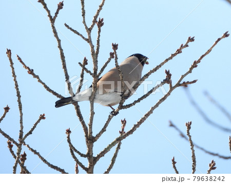 桜のつぼみを食べるウソ（メス） 79638242