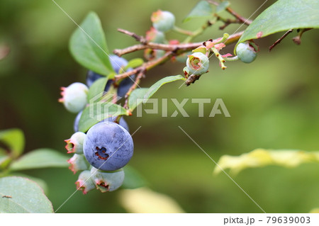 ブルーベリー ブルーベリー 79639003