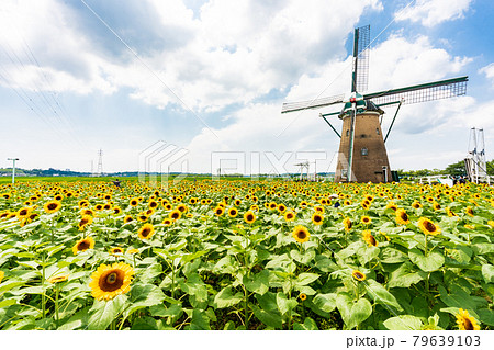ひまわり/風車 79639103