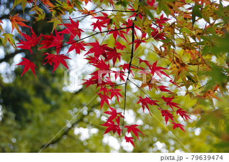 神蔵寺の紅葉 神蔵寺の紅葉 79639474
