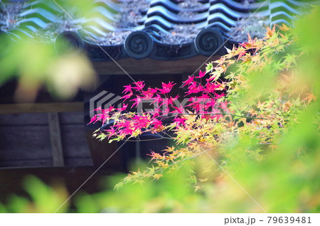 神蔵寺の紅葉 79639481