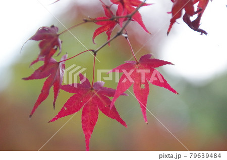 神蔵寺の紅葉 79639484