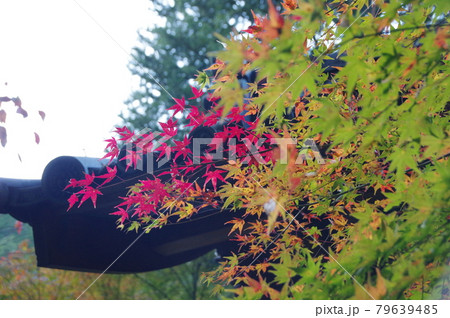 神蔵寺の紅葉 神蔵寺の紅葉 79639485