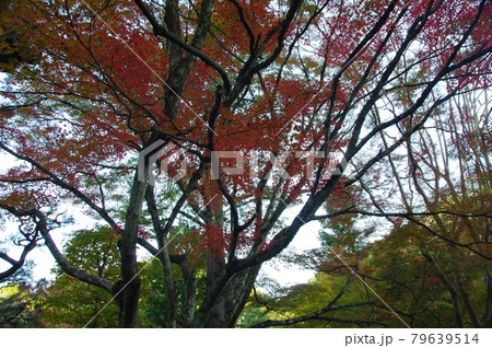 神蔵寺の紅葉 神蔵寺の紅葉 79639514