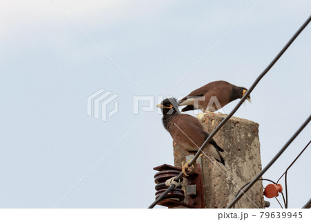 Mynas bird sitting on electric pole. 79639945