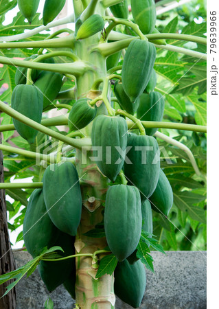 unripe green papaya hanging from a papaya tree. Papaya tree and bunch of fruits.. unripe green papaya hanging from a papaya tree. Papaya tree and bunch of fruits.. 79639966