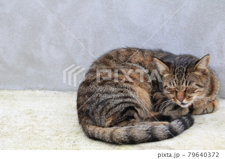 ぽかぽかお昼寝中の猫 ぽかぽかお昼寝中の猫 79640372