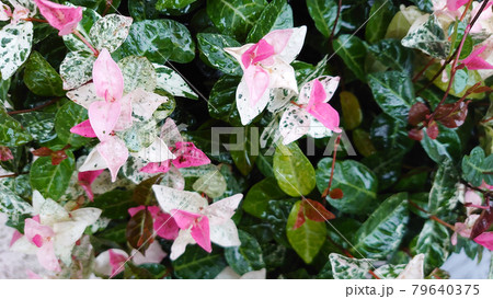 雨に濡れたハツユキカズラ 79640375