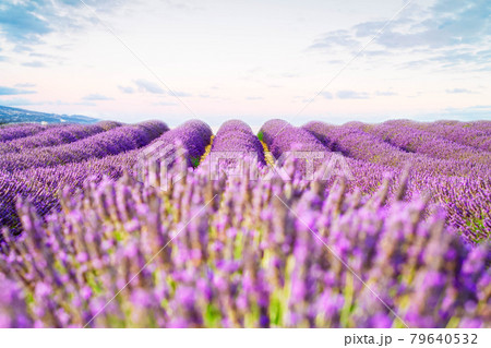 Blooming Lavender field 79640532