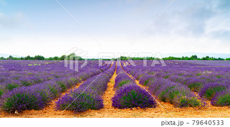 Blooming Lavender field 79640533