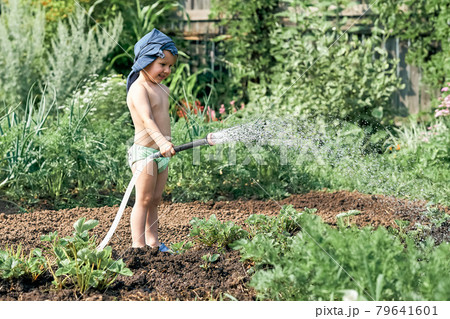 Little boy waters green plants growing in kitchen garden 79641601
