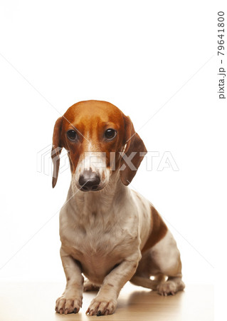 image of dog white background 79641800