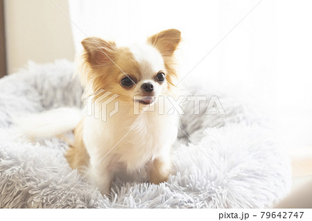 ベッドに入って微笑むチワワ 79642747