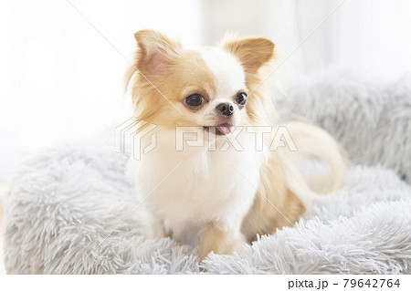 ベッドに入って微笑むチワワ ベッドに入って微笑むチワワ 79642764