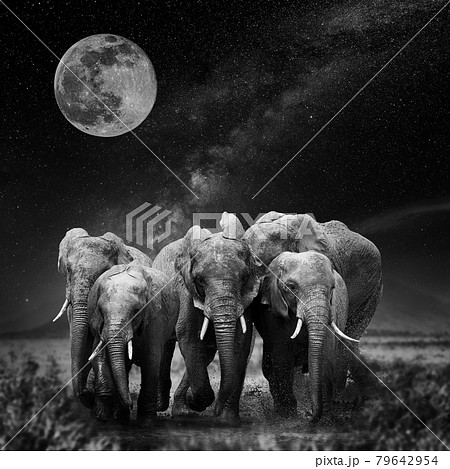 Beautiful night landscape with elephant, moon and the Milky Way galaxy 79642954